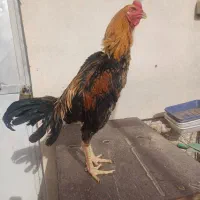 خروس لاری ترک و افغان|حیوانات مزرعه|تهران, مسعودیه|دیوار