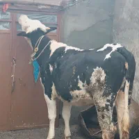 سمنتال مونت میلیارد