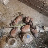 خرگوش|موش و خرگوش|کامیاران, |دیوار