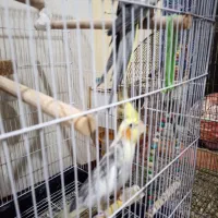 یک جفت عروس هلندی نر و ماده