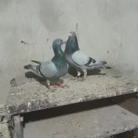 ی جفت سبز دوخط