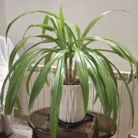 فروش یک گلدان گل طبیعژ اشک ملکه