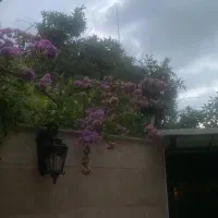 ضامن برای دادگاه