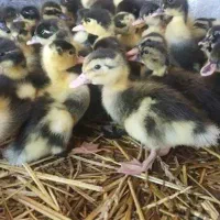 جوجه اردک محلی