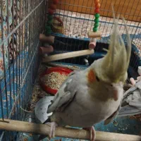 عروس هلندی|پرنده|قم, زنبیل آباد|دیوار