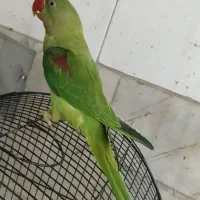 جوجه شاه طوطی نر رام معاوضه با عروس برزیلی راهب|پرنده|تهران, جوادیه|دیوار