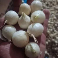 تعداد دو عدد قوطی غده مینروا ارژانتین