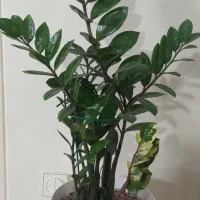 بلک ابلغ دفرمه  کوچک وبزرگ درسایز های مختلف|گل و گیاه طبیعی|کرج, برغان|دیوار