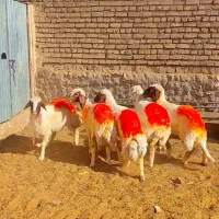 بره ماده سنجابی ابستن