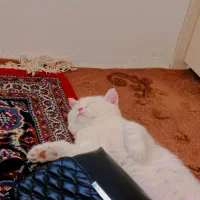 گربه نر جهت جفتگیری|گربه|بیرجند, |دیوار