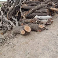 فروش چوب.زردالو گردو توت بادام