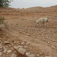 ماده خر باقیو