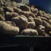 چغندر|خوردنی و آشامیدنی|دشتابی, |دیوار