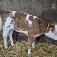 گوساله سیمینتال تازه متولد شده ماده