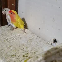 کوتوله|پرنده|سبزوار, شرق کال شمالی|دیوار