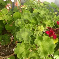 گل وگیاه طبیعی|گل و گیاه طبیعی|بروجرد, |دیوار