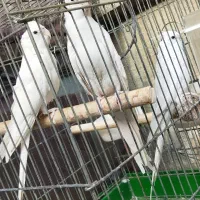 عروس جفت آلبینو مولد