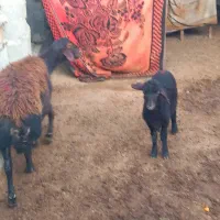 گوسفندبره دار چاق سالم وسرحال|حیوانات مزرعه|سیمین شهر, |دیوار