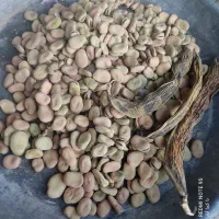 باقله شاخ بزی