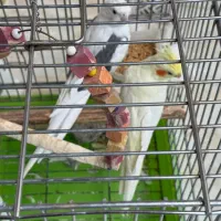 عروس هلندی نر و ماده جفت مولد نر ابلغ سخنگو دستی