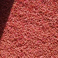 فروش گندم دیمی
