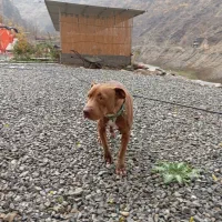 واگذاری سگ پیتبول دوبرمن