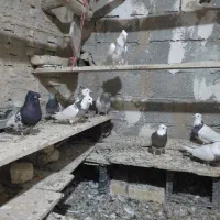 کبوترطوقی کله ای وسینه ای|پرنده|فامنین, |دیوار