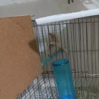 فنچ بنگالی گلدین|پرنده|خمینی‌شهر, |دیوار