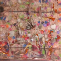 ماهی گوپی|ماهی|محمدیه-قزوین, |دیوار