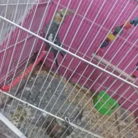 عروس هلندی معاوظه