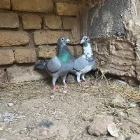 جفتگاه درجه یک