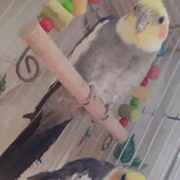 عروس هلندی نر