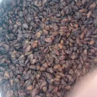 کشمش خوردنی درجه یک|خوردنی و آشامیدنی|یزد, |دیوار