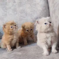 گربه های پرشین و بازیگوش|گربه|تهران, پارک شهر|دیوار