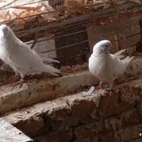 کفتر|پرنده|کویرات, |دیوار