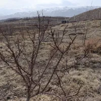 فروش باغ ها در همه جای هادیشهر