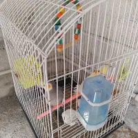 عروس هلندی جفت وتک