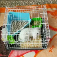 خرگوش مینی لوپ|موش و خرگوش|تبریز, |دیوار