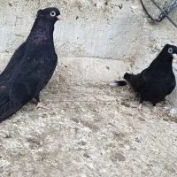 کبوتر|پرنده|ملکان, |دیوار