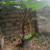 با سلام. گل یاس بابا آدم پالم کوچک بزرگ