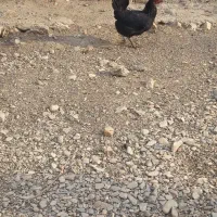 دو خروس و دو مرغ