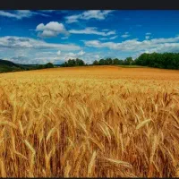 فروش چهار هکتار زمین کشاورزی