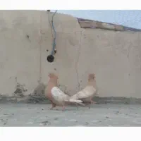 سینه زرد،سینه سرور دم سفید معاوضه هم دارم
