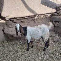 یک عدد کهره نر