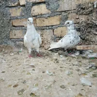 چند تاکبوتر