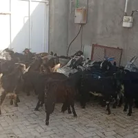 کهره بره بز میش|حیوانات مزرعه|شیراز, بازار|دیوار