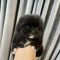 واگذاری هاپو ناز