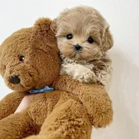 سگ باهوش|سگ|اردبیل, |دیوار