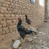 خروس لاری
