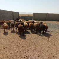 میش داشتی